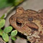 Erdkröte (Bufo bufo) im Garten in Düsseldorf-Garath, 4.9.2013