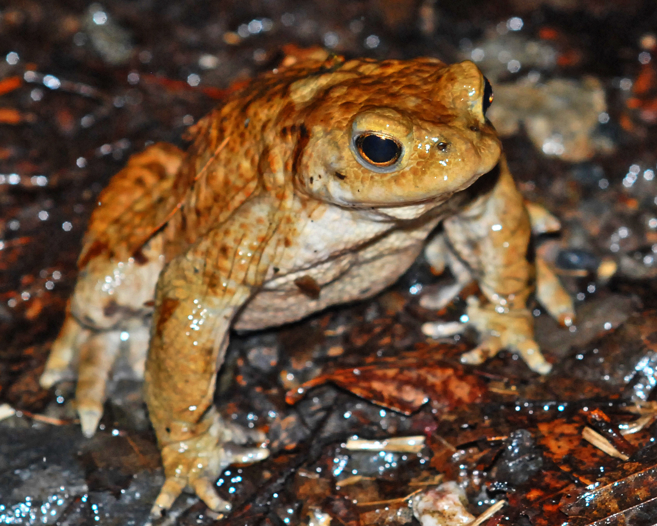 Erdkröte (Bufo Bufo) im Regen auf Partnersuche