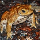 Erdkröte (Bufo Bufo) im Regen auf Partnersuche