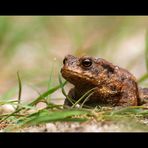 Erdkröte (Bufo bufo-Komplex)