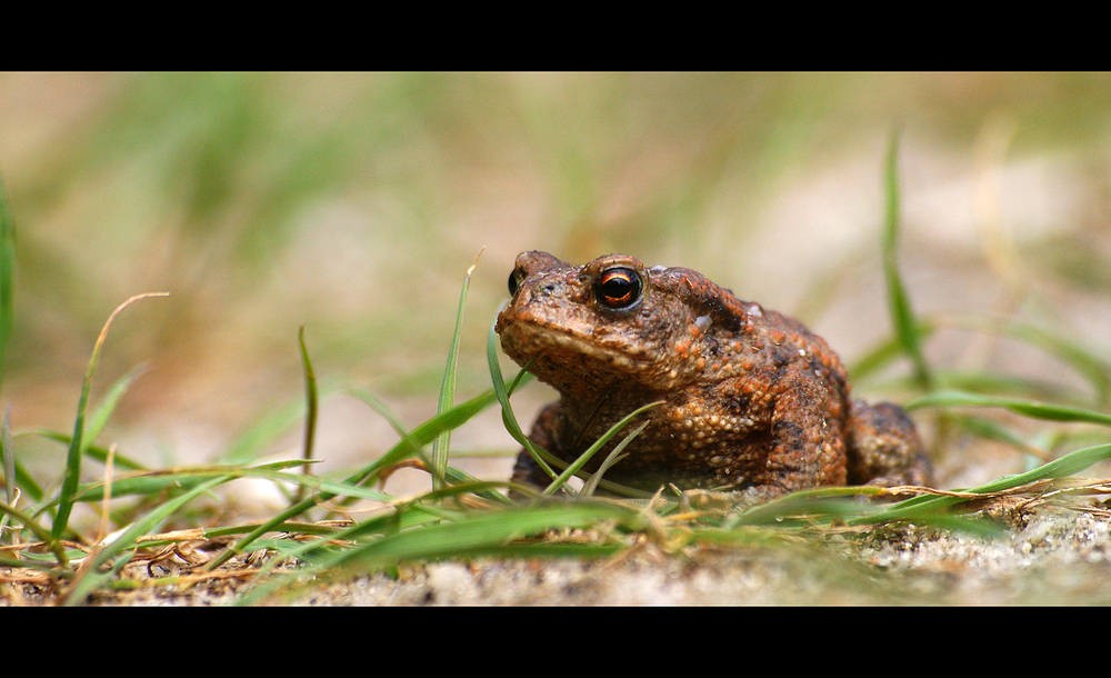 Erdkröte (Bufo bufo-Komplex)