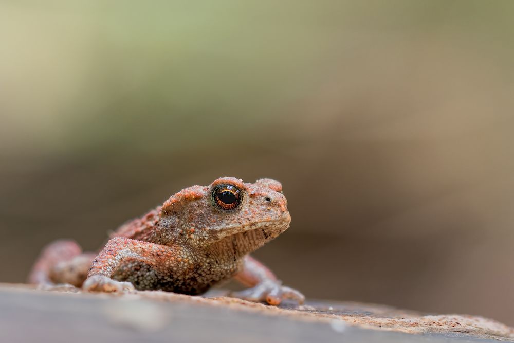 Erdkröte (Bufo bufo-Komplex)