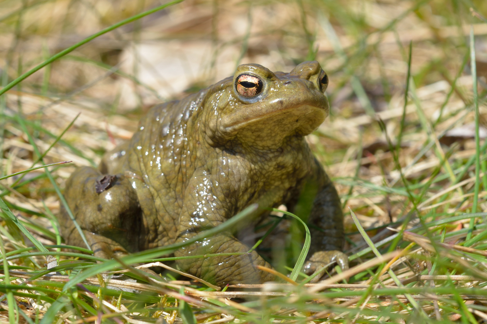 Erdkröte (Bufo bufo) Portrait