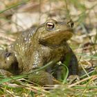 Erdkröte (Bufo bufo) Portrait