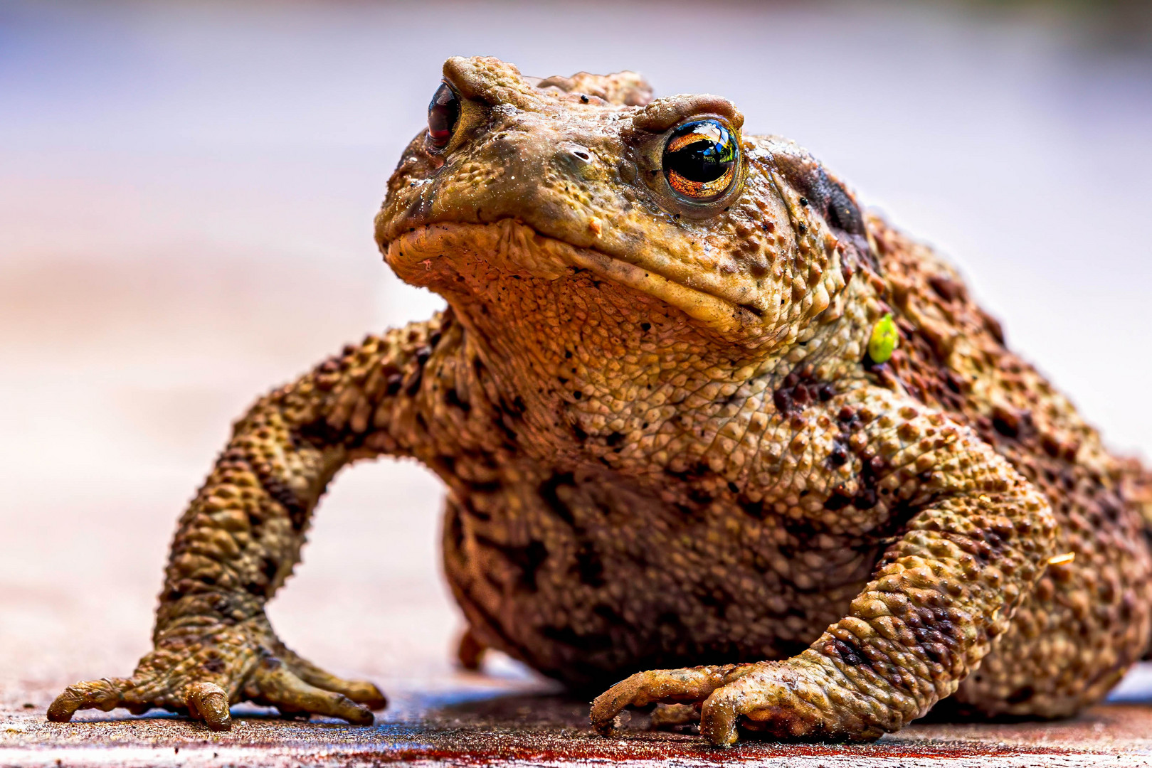 Erdkröte / Common toad