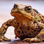 Erdkröte / Common toad