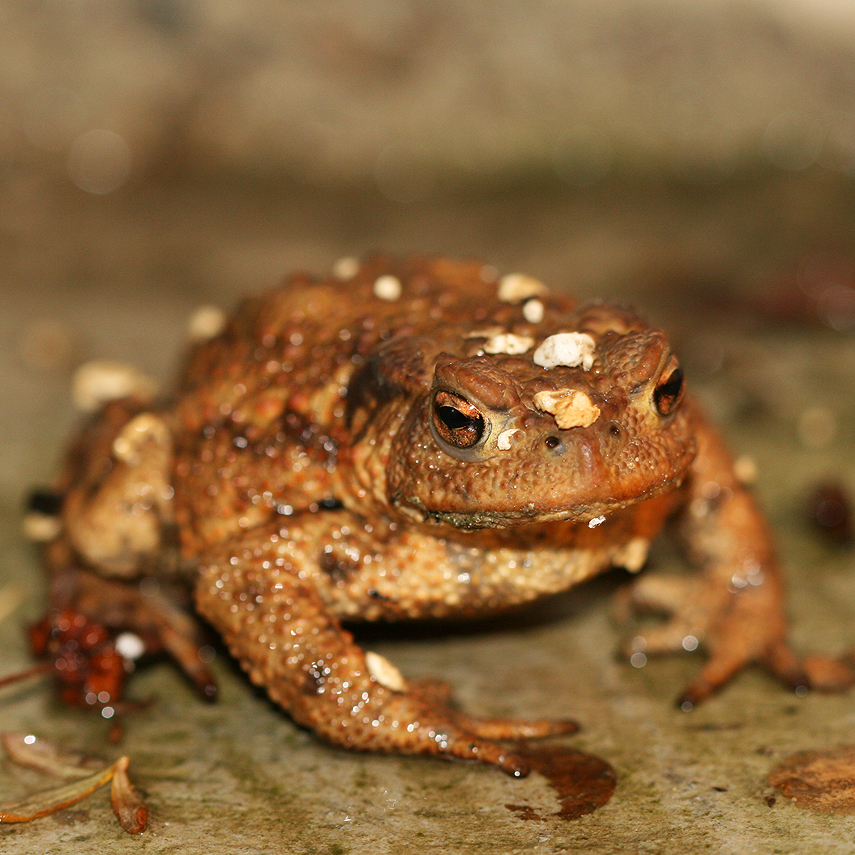 Erdkröte / common toad / bufo bufo