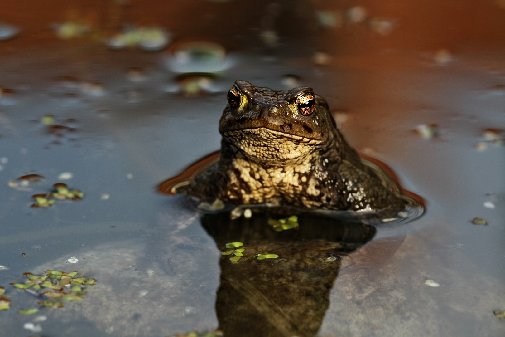 Erdkröte im Abendlicht