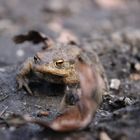 Erdkröte im Frühling