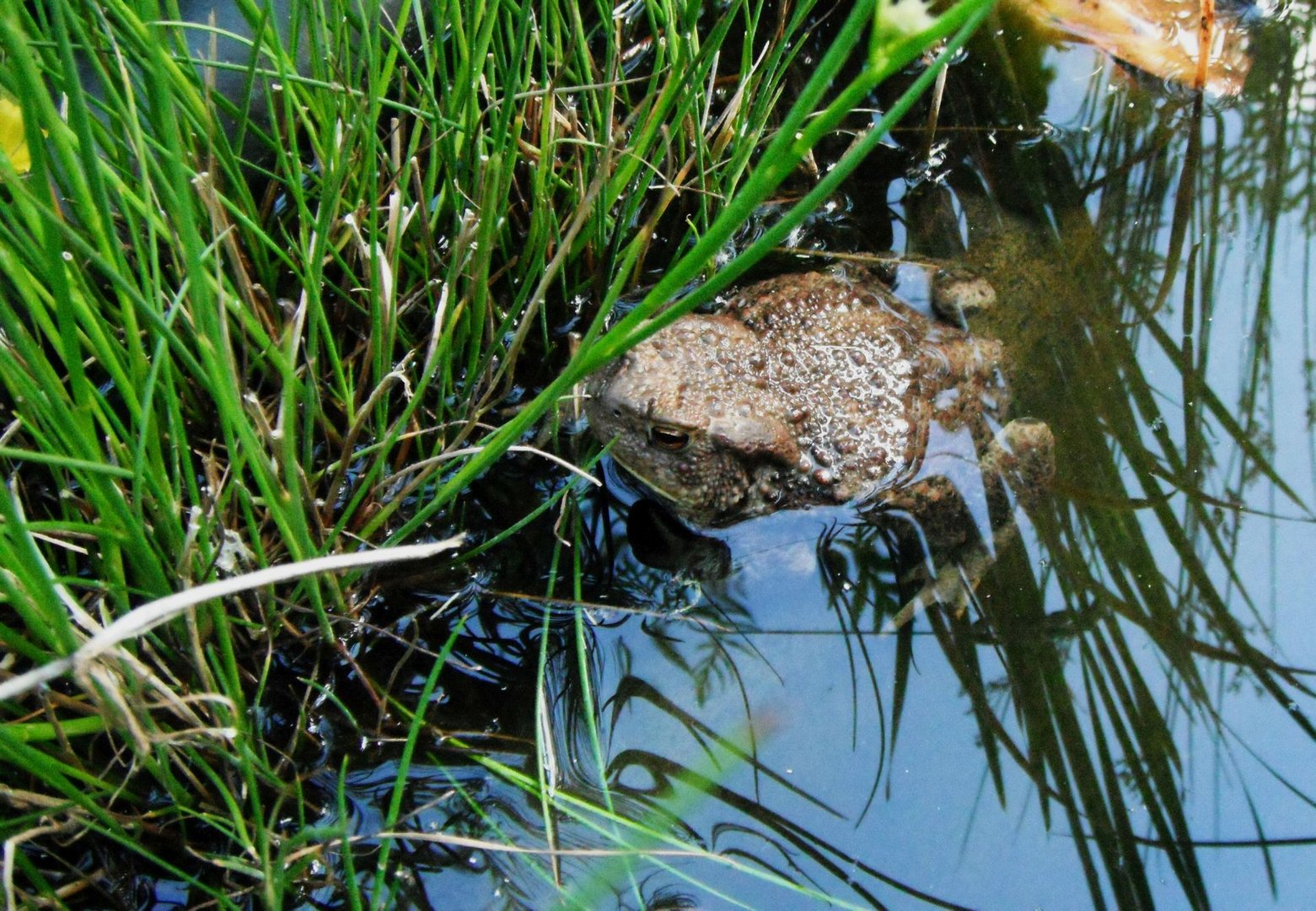 Erdkröte im Gartenteich