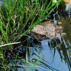 Erdkröte im Gartenteich