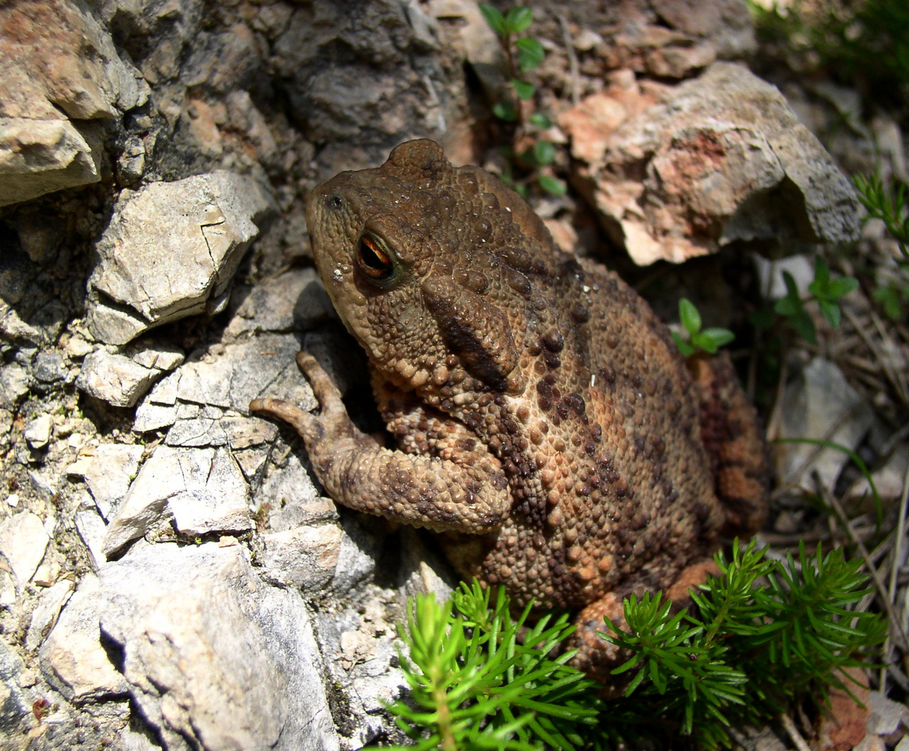 Erdkröte im Gebirge