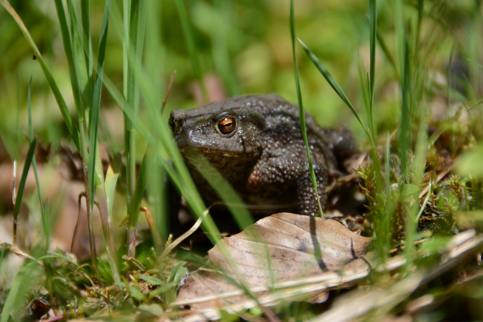 Erdkröte im Gras