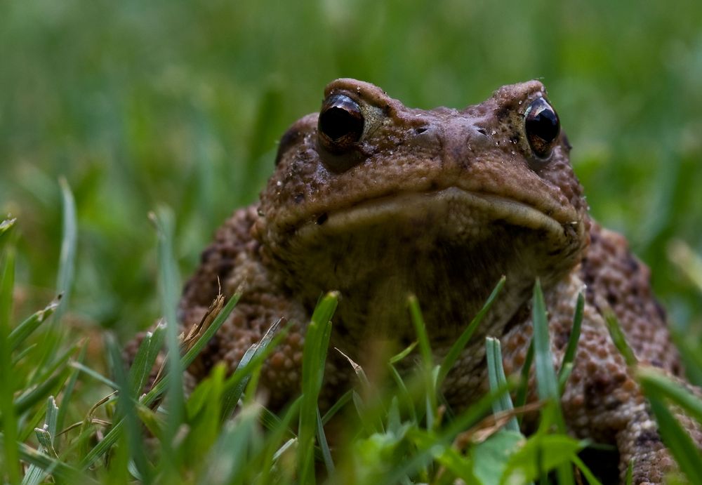 Erdkröte im Gras