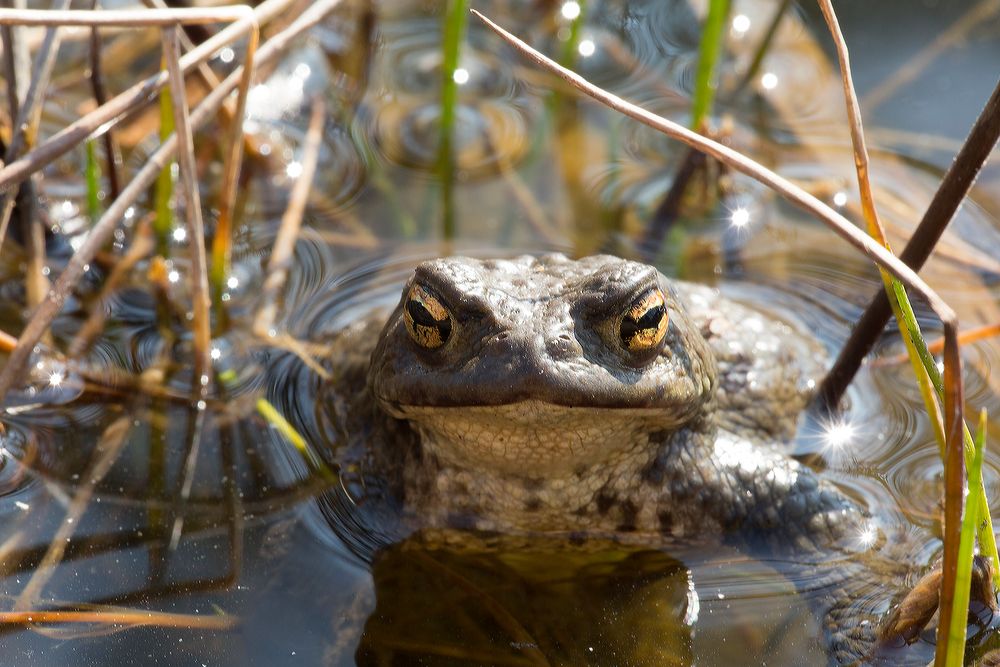 Erdkröte im Laichgewässer Foto & Bild wasser, teich, natur Bilder auf