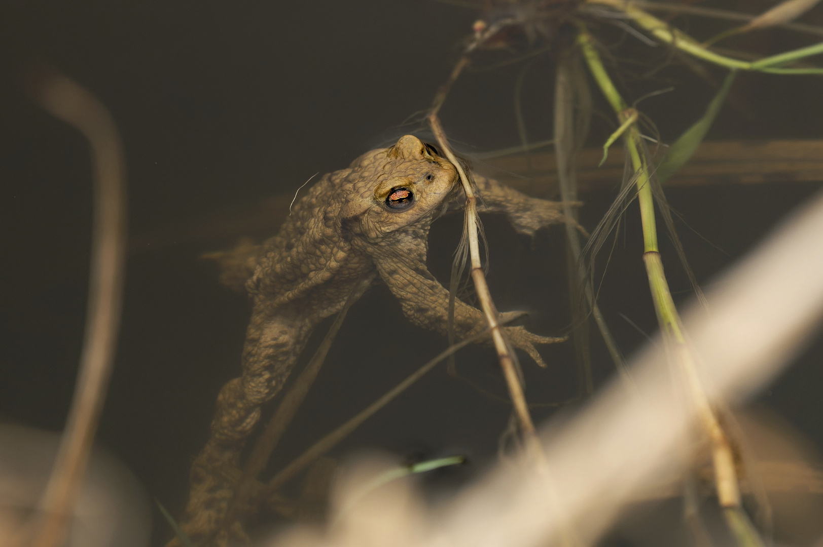 Erdkröte im Laichrevier