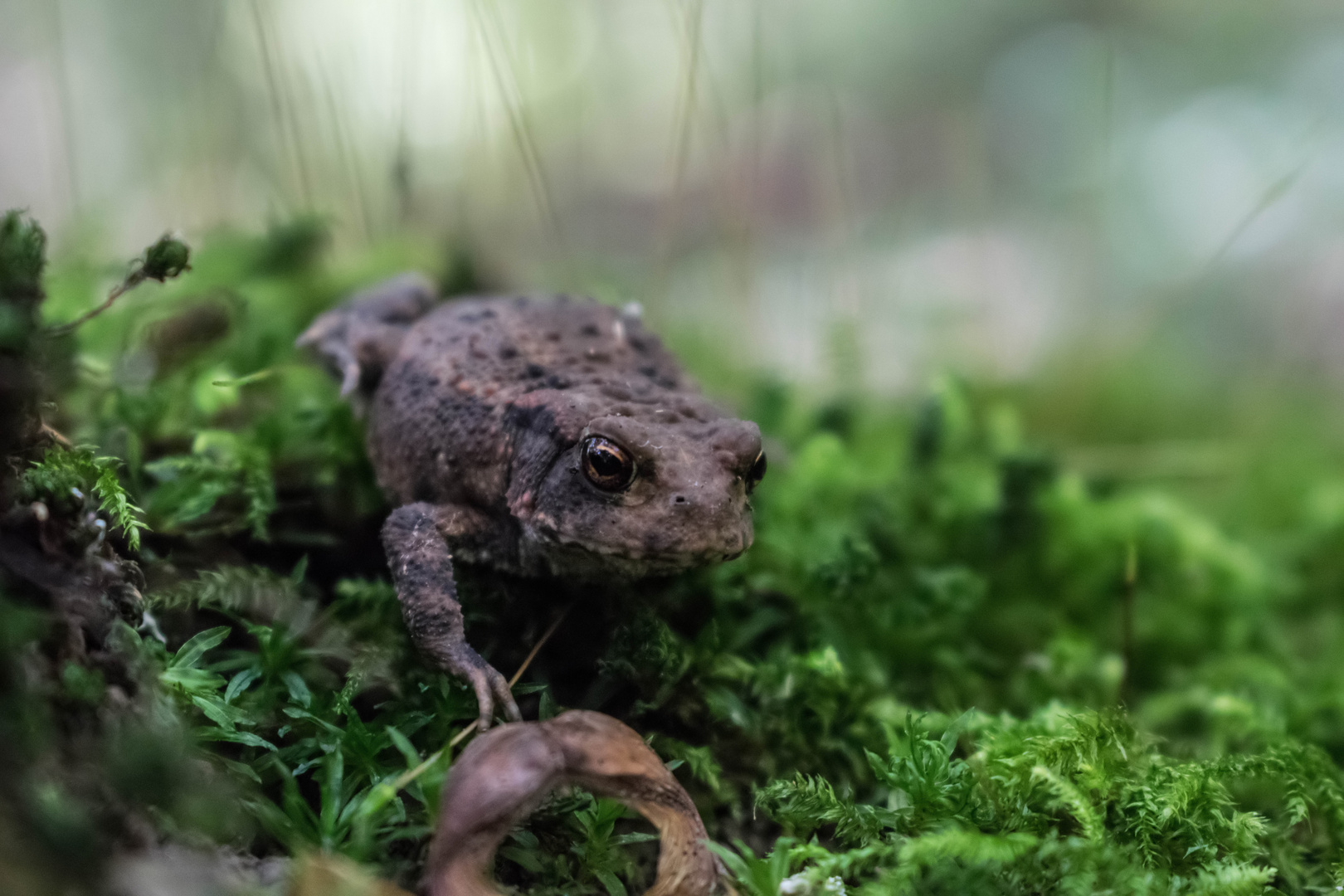 Erdkröte im Wald