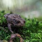 Erdkröte im Wald