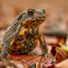 Erdkröte im Wald