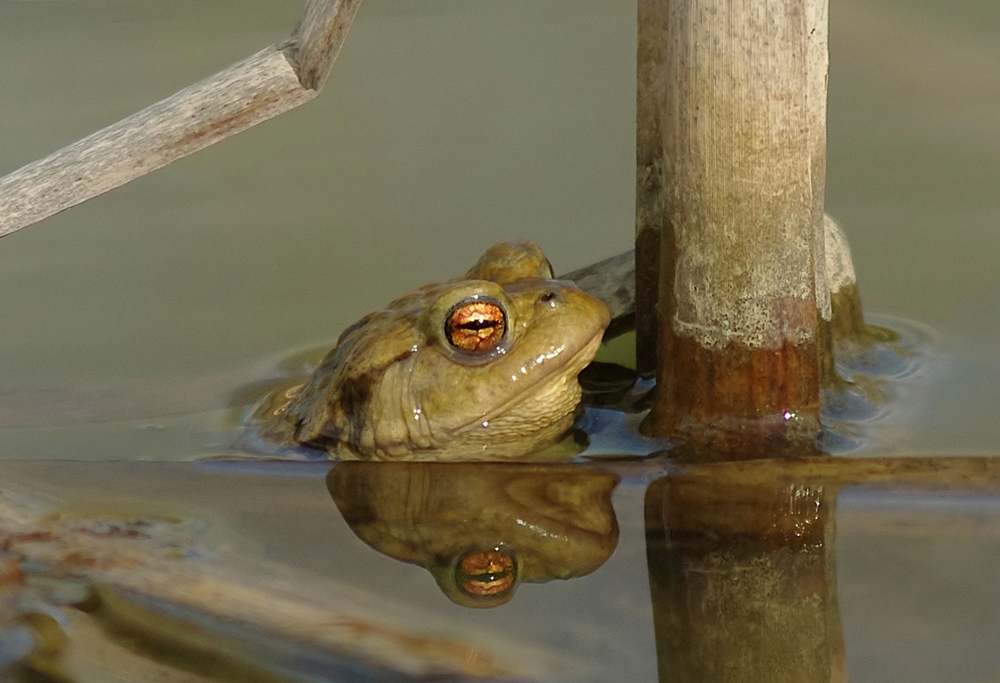 Erdkröte im Wasser