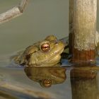 Erdkröte im Wasser