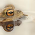 Erdkröte in Lauerstellung