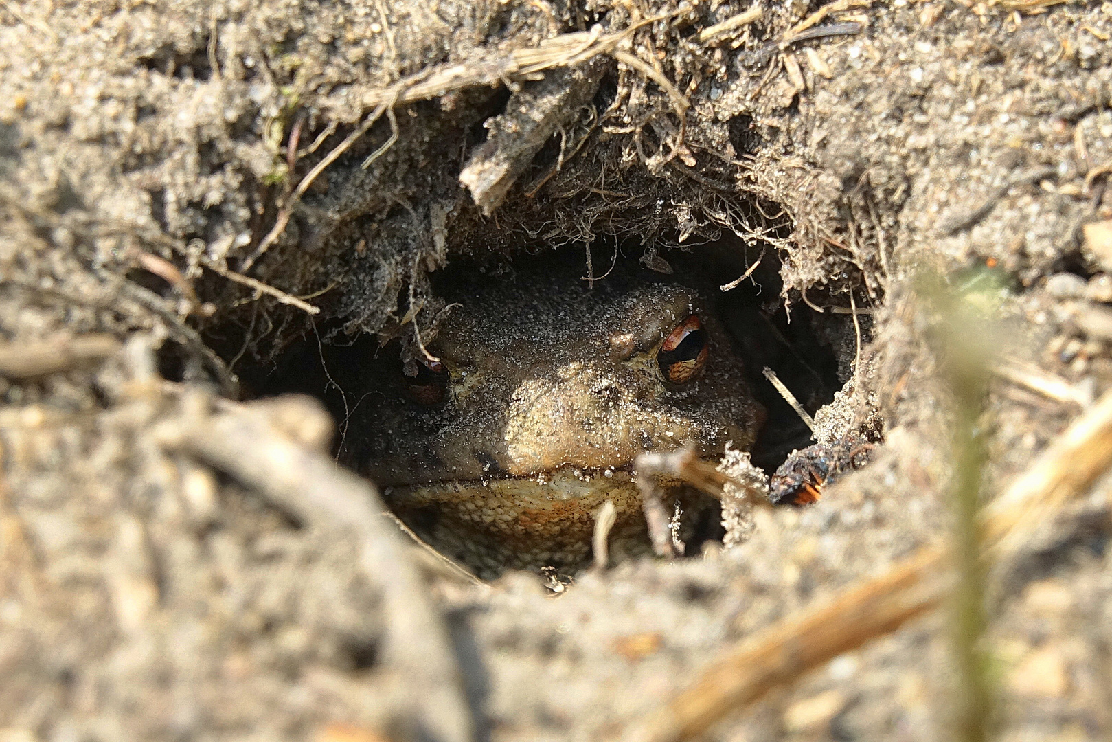 Erdkröte lugt aus ihrem Versteck