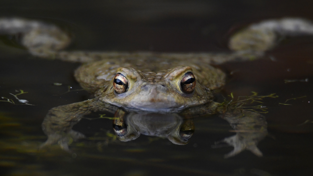 Erdkröte Männchen in Wartestellung