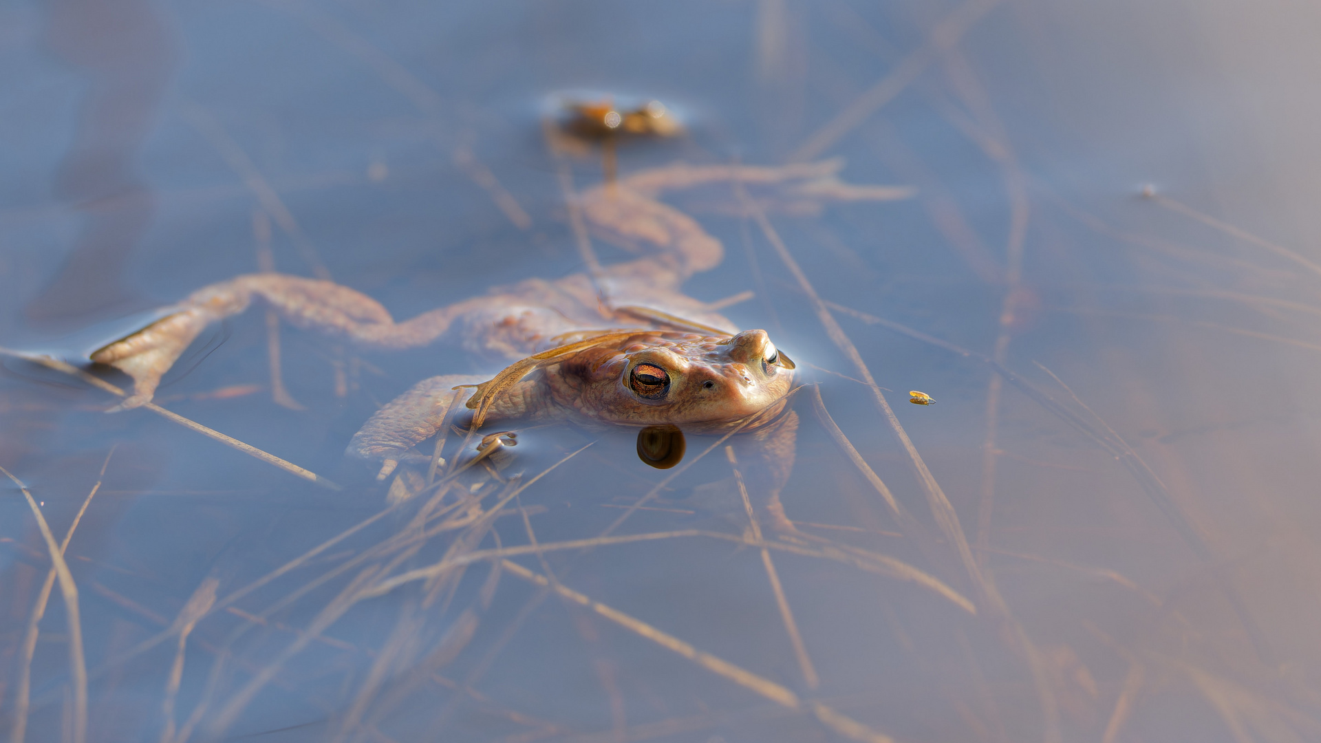 Erdkröte mit Wasserfloh 