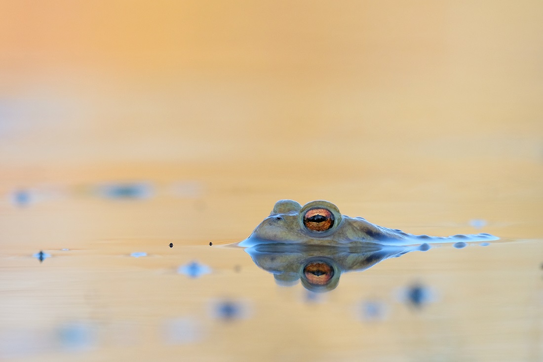 Erdkröte Spiegelung