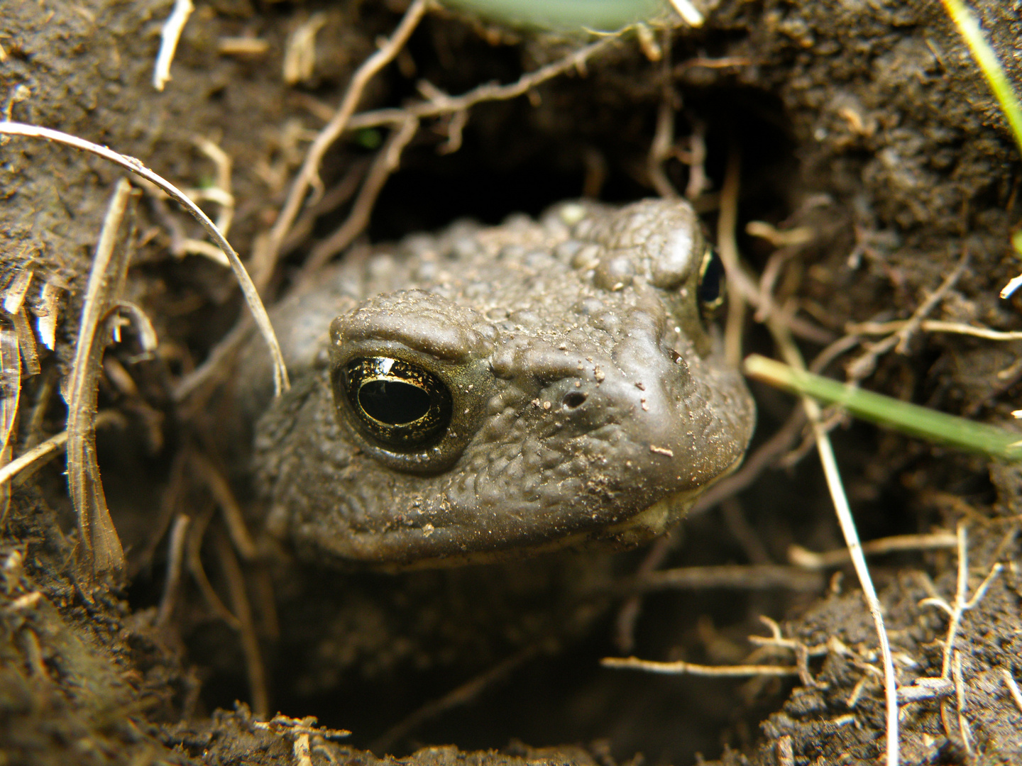 Erdkröte / Toad.  China. Tibetan Plateau 