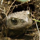 Erdkröte / Toad.  China. Tibetan Plateau 