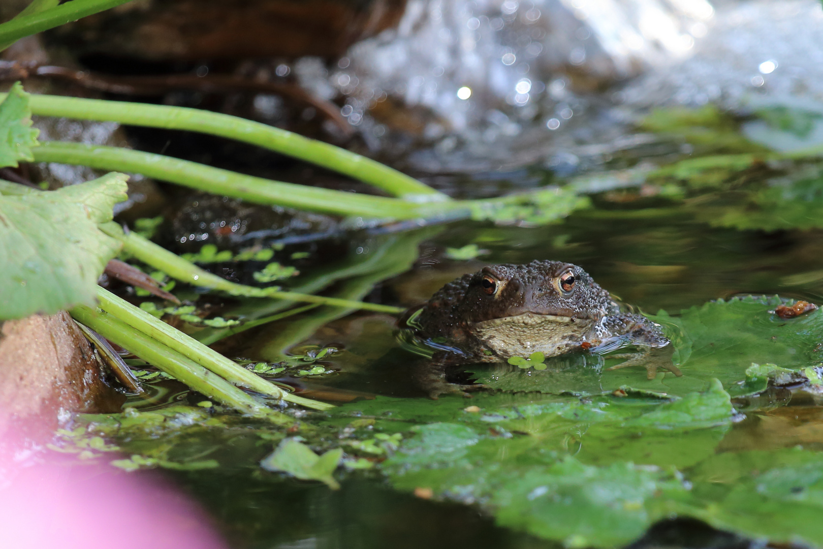 Erdkröte zu Besuch im Teich