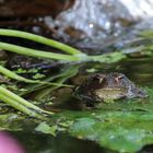 Erdkröte zu Besuch im Teich