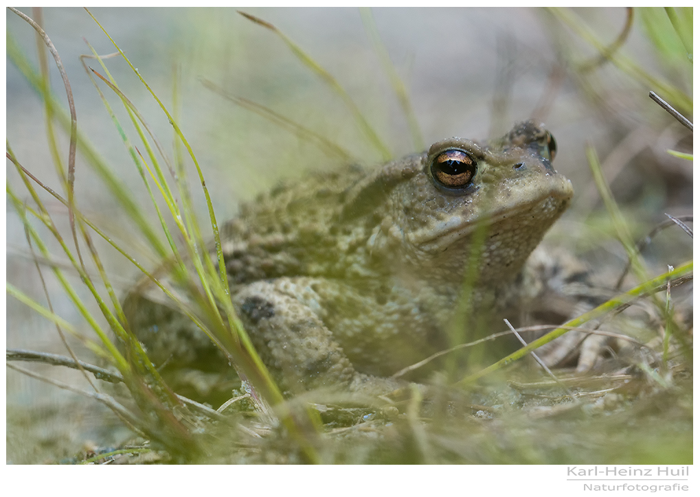 ...Erdkröte...(Bufo bufo)