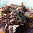 Erdkröten am Amphibienzaun