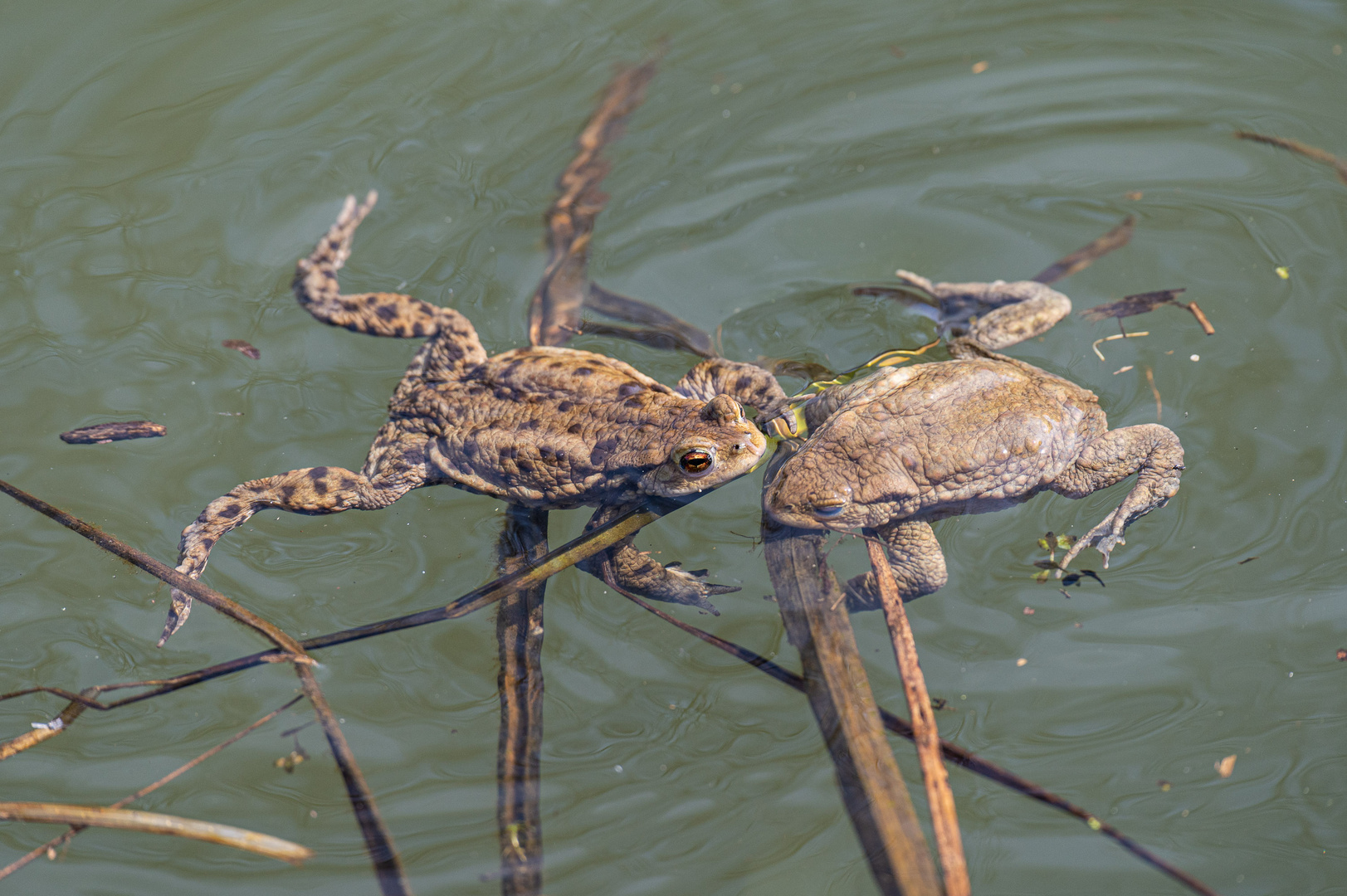 Erdkröten am Ludwig- Main- Donau- Kanal