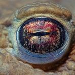 Erdkröten Auge