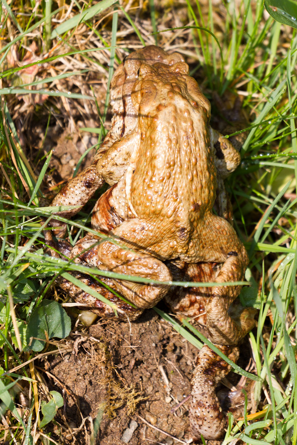 Erdkröten bei der Laichwanderung