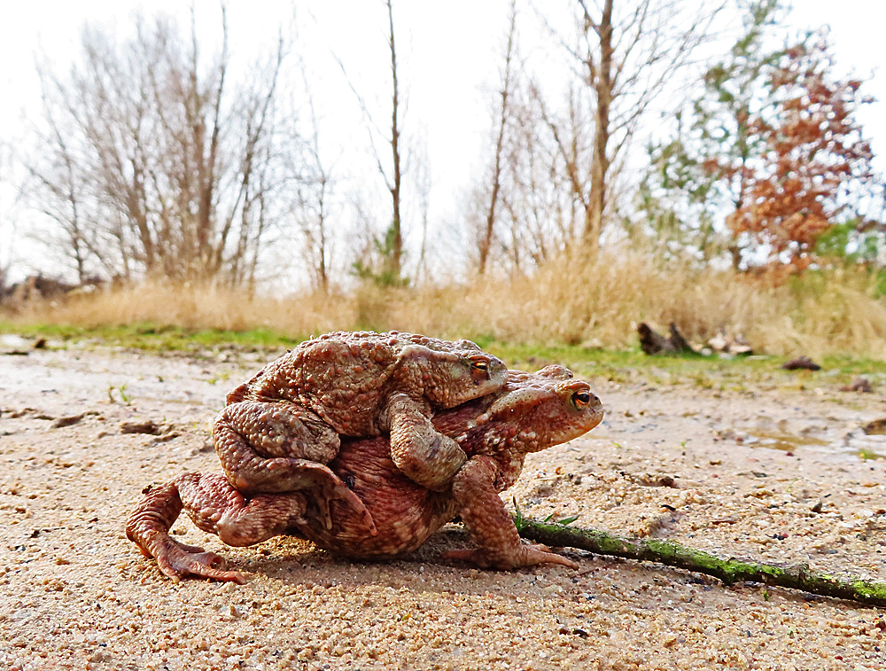 Erdkröten Bufo bufo