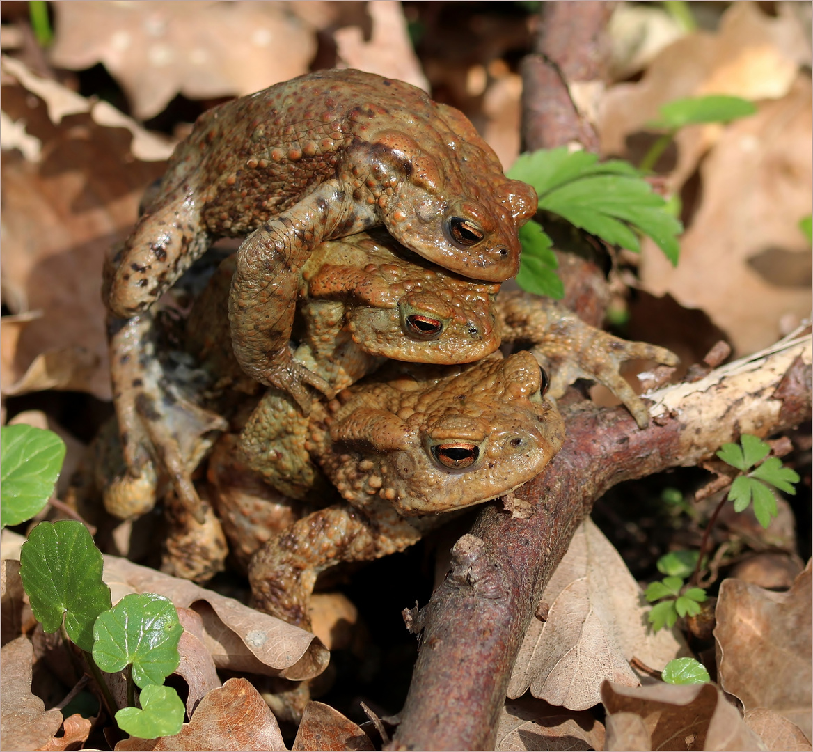 Erdkröten (Bufo bufo)...