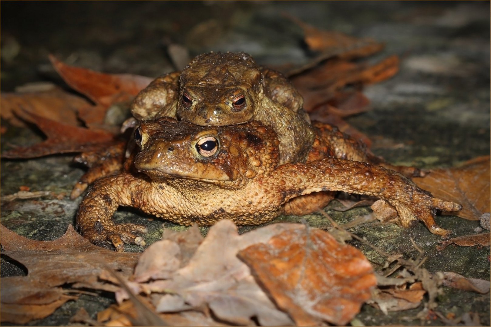 Erdkröten (Bufo bufo)