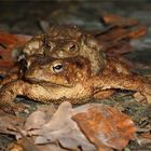 Erdkröten (Bufo bufo)