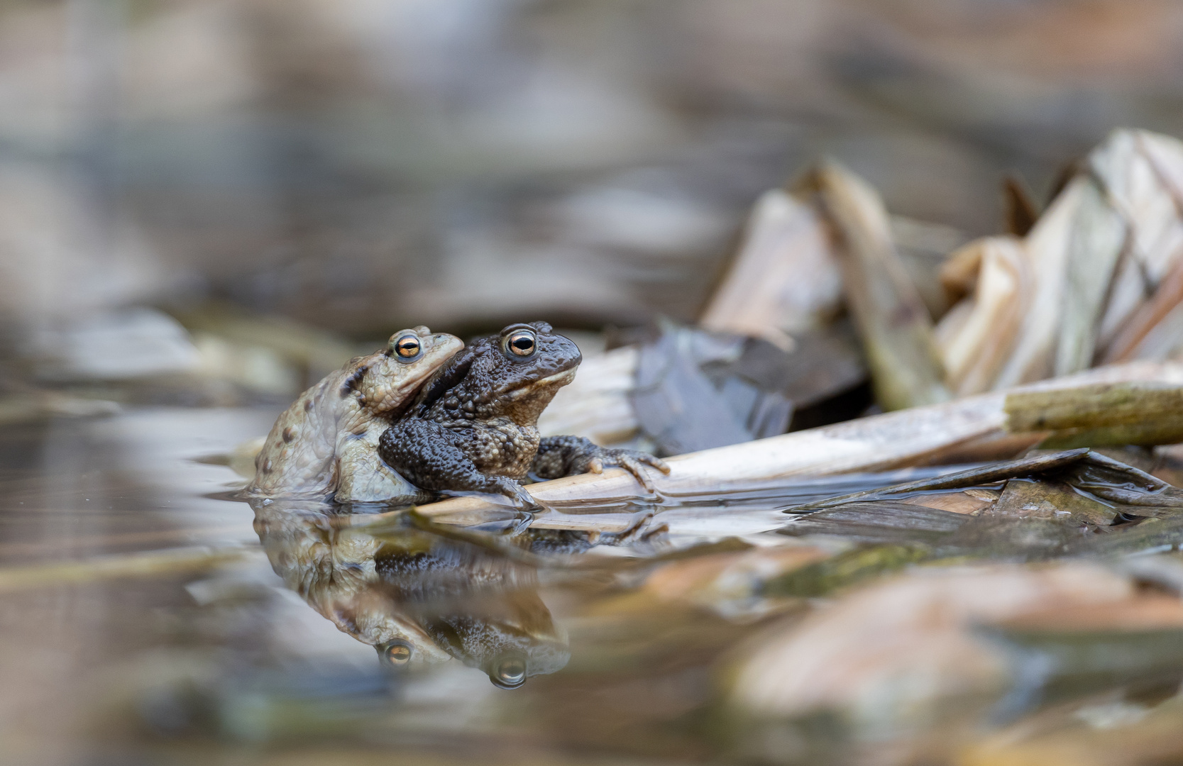 Erdkröten ( Bufo bufo)