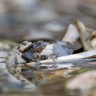 Erdkröten ( Bufo bufo)