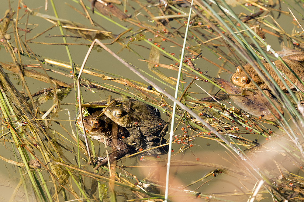 Erdkröten (Bufo bufo)