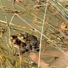 Erdkröten (Bufo bufo)