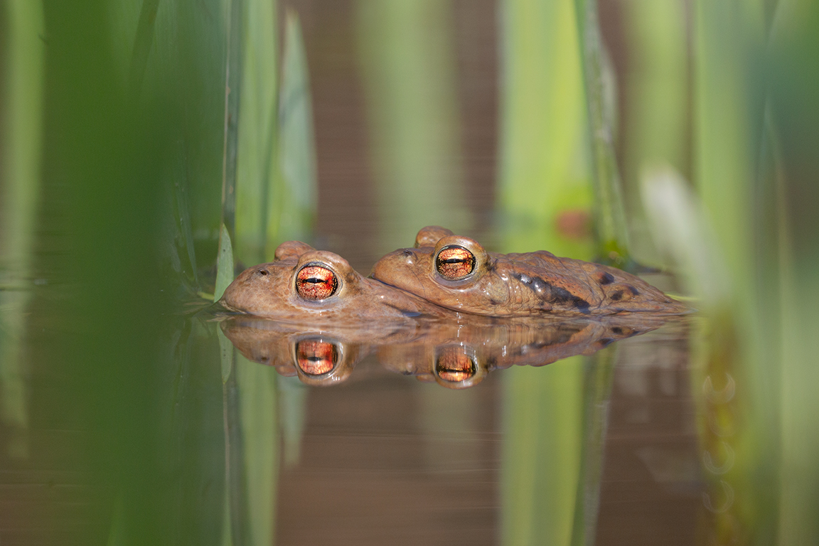 Erdkröten - Bufo bufo