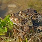 Erdkröten (Bufo bufo) sorgen für Familienzuwachs...