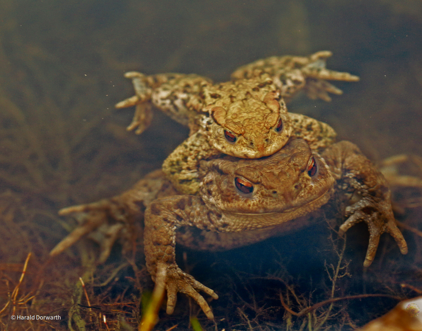 Erdkröten huckepack (Bufo bufo)